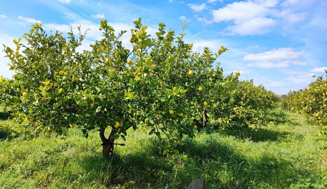 Foto immobile Rif. 3340 - Casale a Noto - immagine 7
