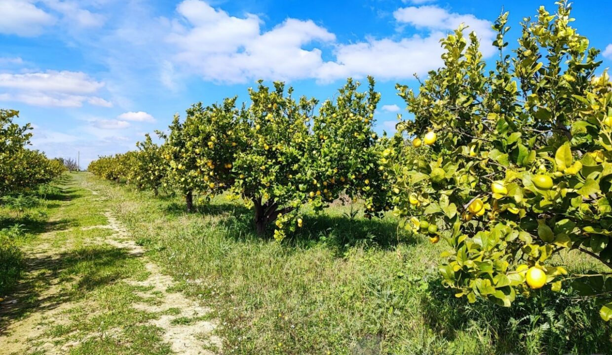 Foto immobile Rif. 3340 - Casale a Noto - immagine 8