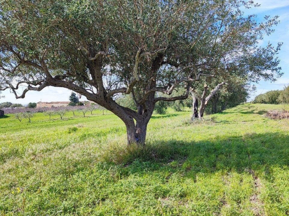 Foto immobile Rif. 3340 - Casale a Noto - immagine 12