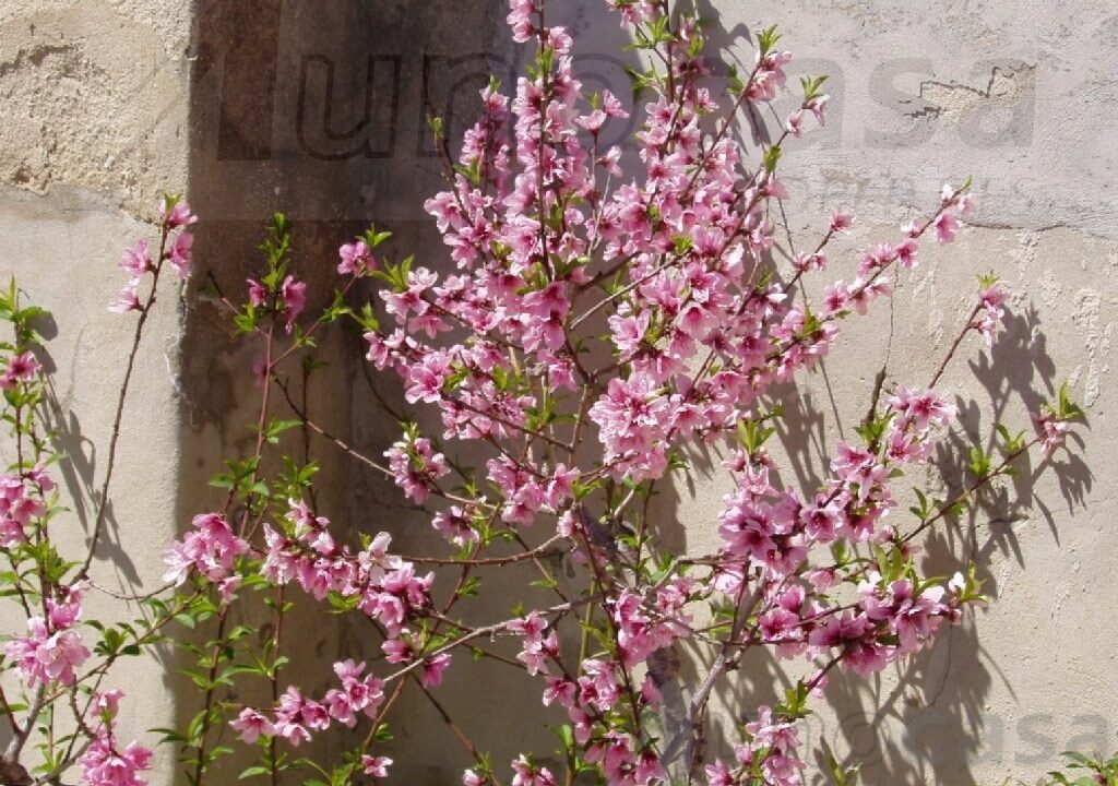 Foto immobile Rif. 3187 - Casale a Noto - immagine 14
