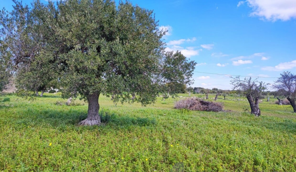 Foto immobile Rif. 3340 - Casale a Noto - immagine 9