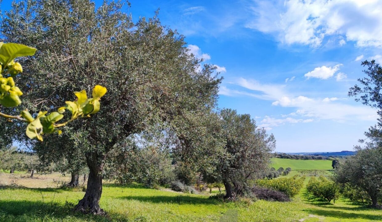 Foto immobile Rif. 3340 - Casale a Noto - immagine 3