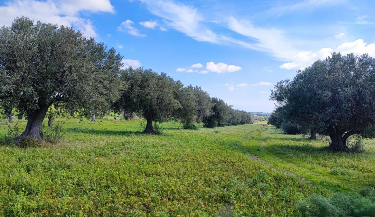 Foto immobile Rif. 3340 - Casale a Noto - immagine 10