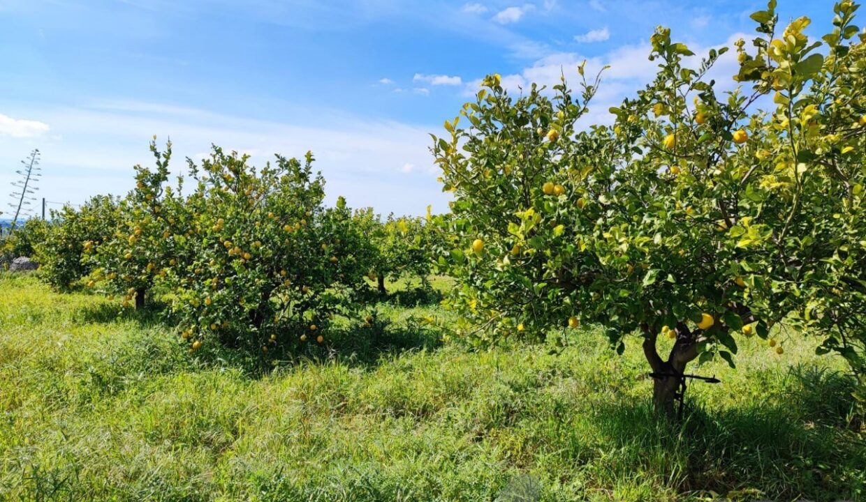 Foto immobile Rif. 3340 - Casale a Noto - immagine 6